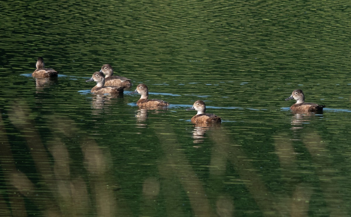 Ring-necked Duck - ML639423063