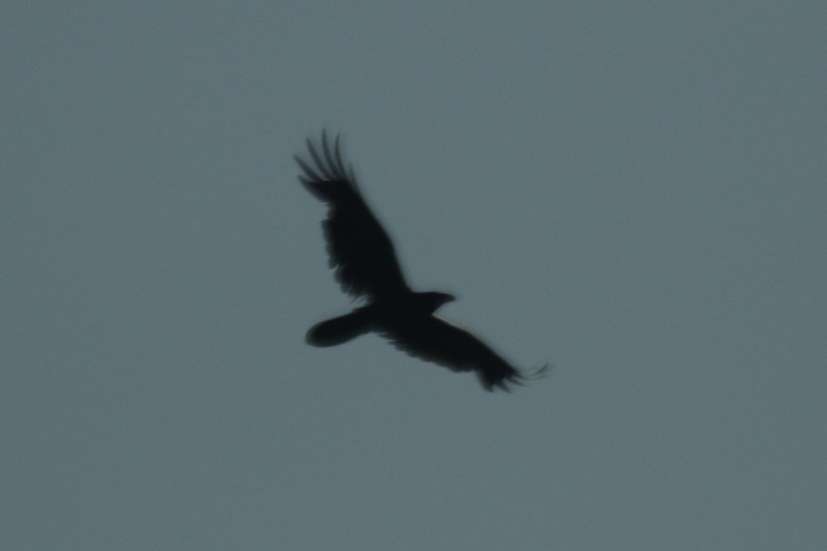 Chihuahuan Raven - ML639423098