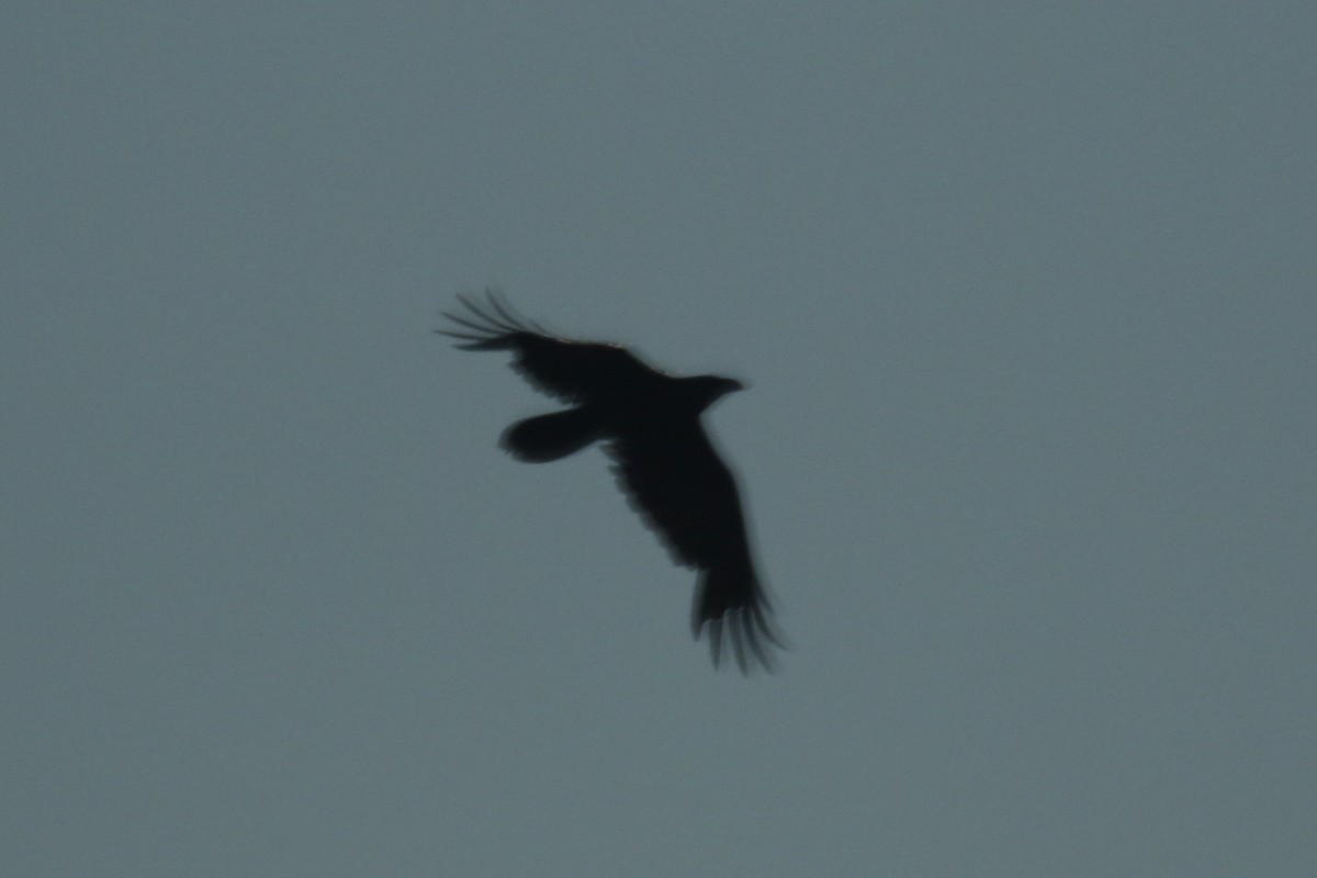 Chihuahuan Raven - ML639423099