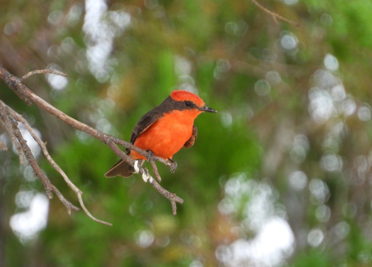 Vermilion Flycatcher - ML639423124