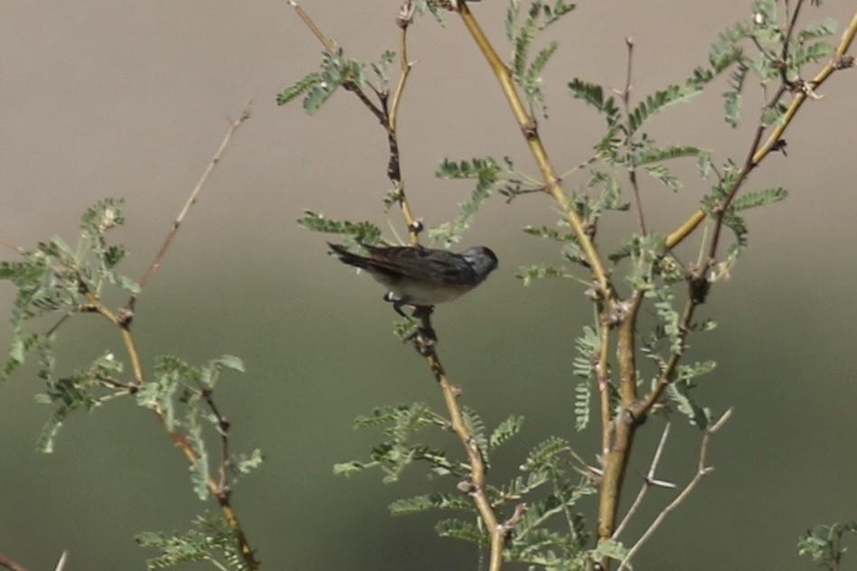 Lucy's Warbler - ML639423146
