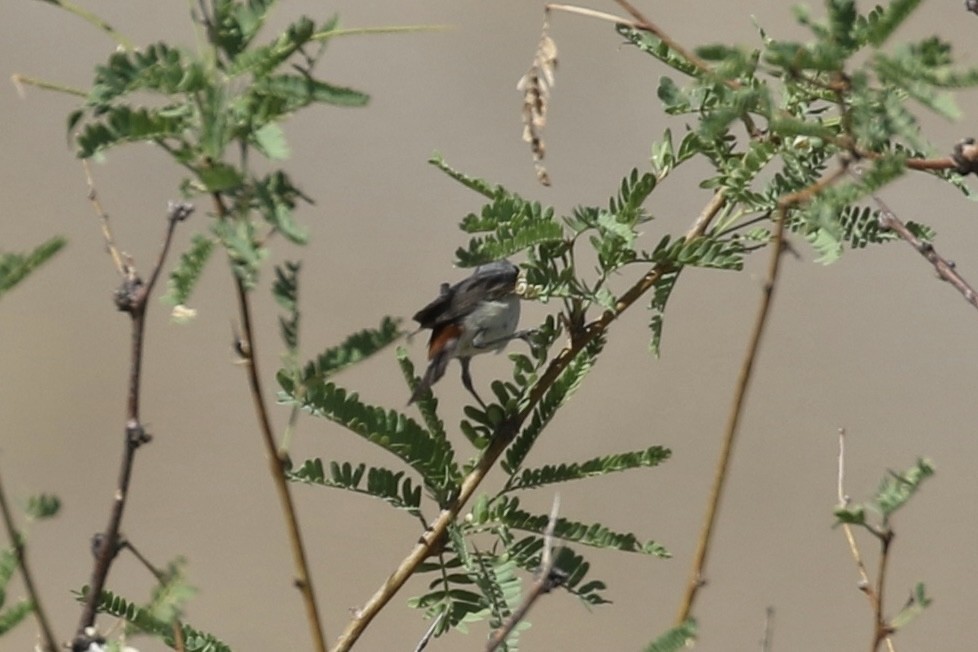 Lucy's Warbler - ML639423147
