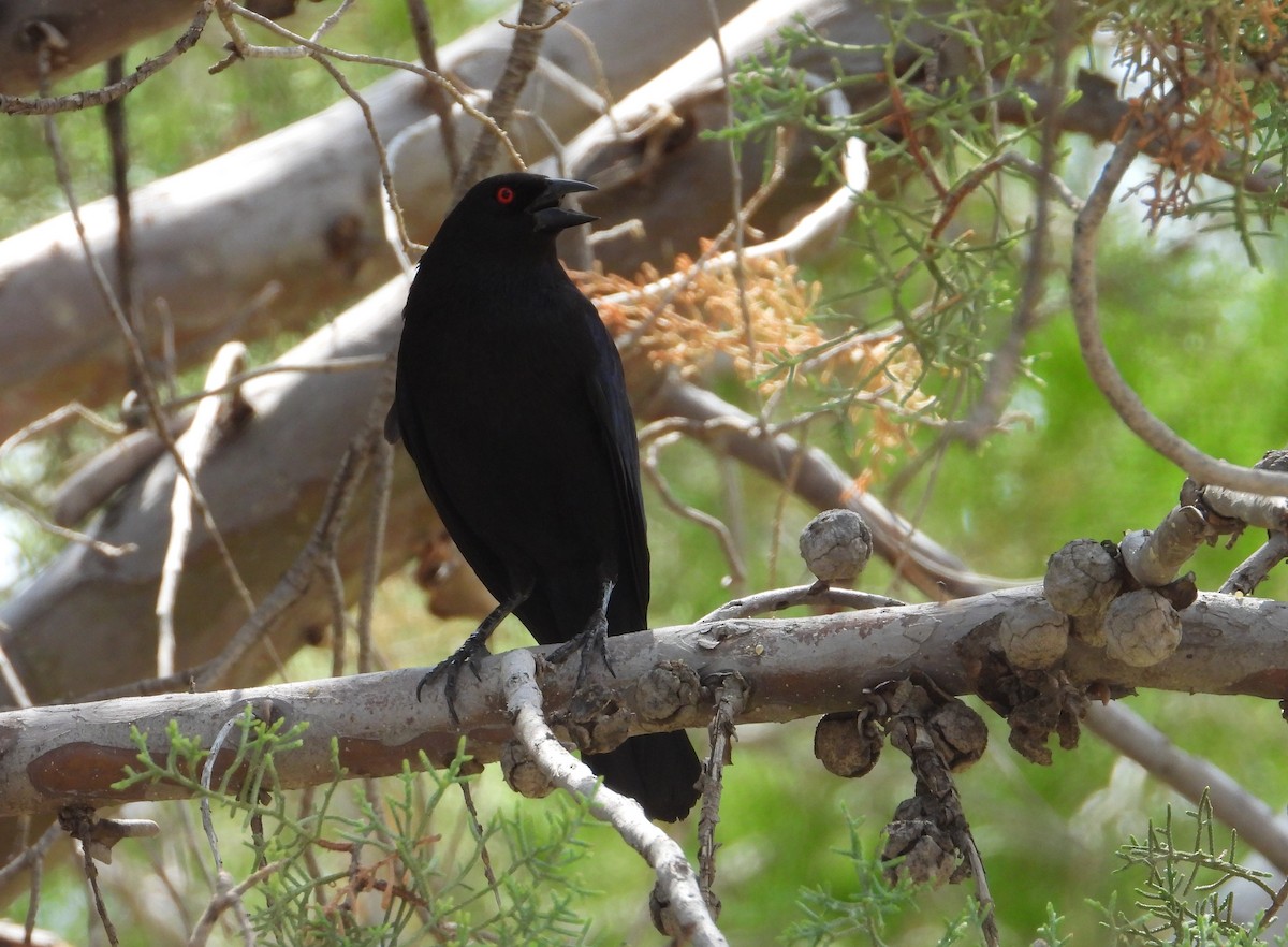 Bronzed Cowbird - ML639423165