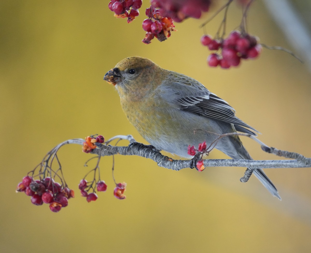 Pine Grosbeak - ML639423177