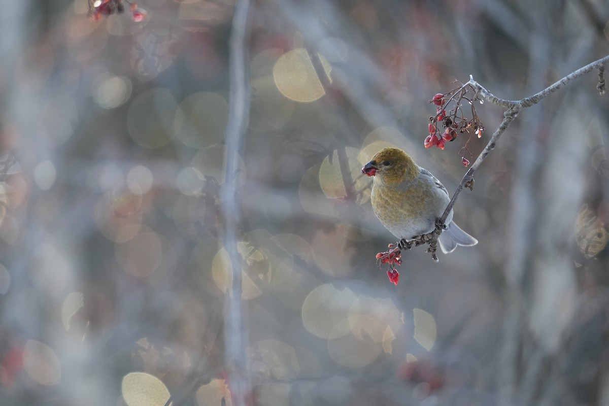 Pine Grosbeak - ML639423178