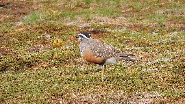 Eurasian Dotterel - ML639423221