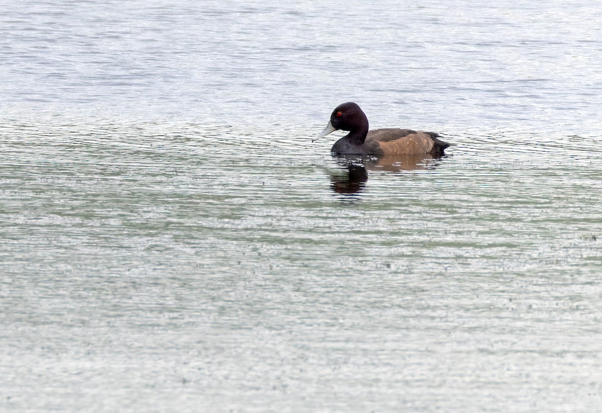 Southern Pochard - ML639423245