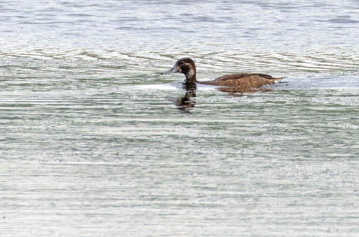 Southern Pochard - ML639423246