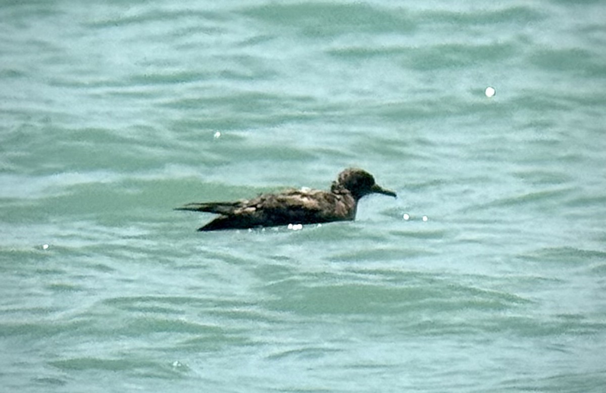 Sooty Shearwater - ML639423248