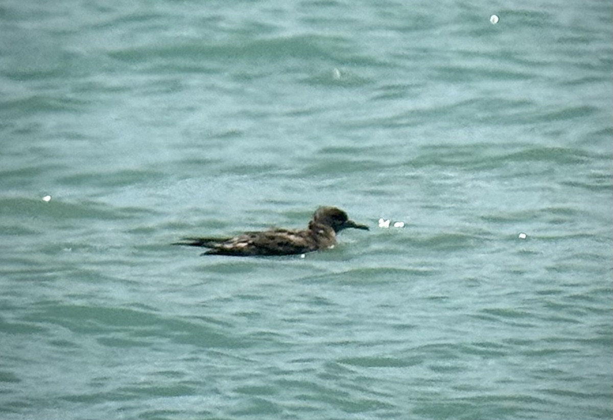 Sooty Shearwater - ML639423249