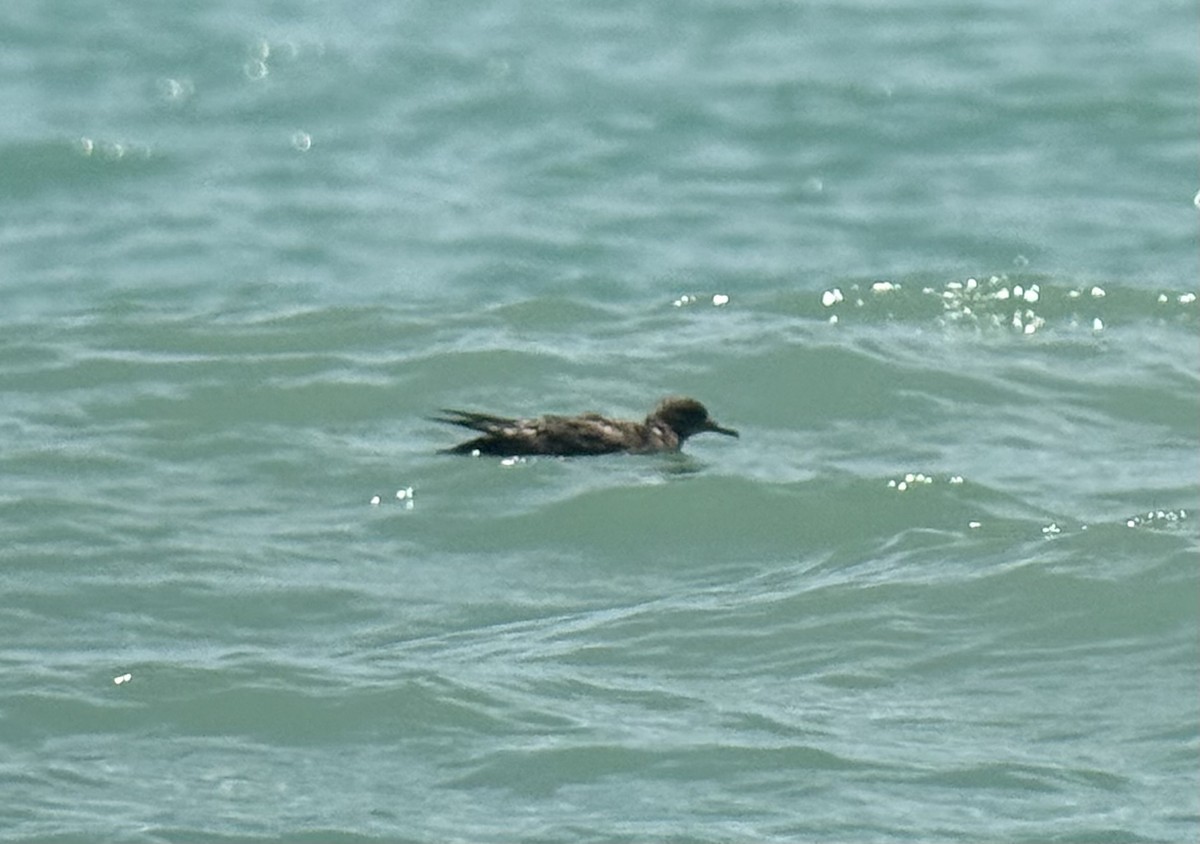Sooty Shearwater - ML639423250