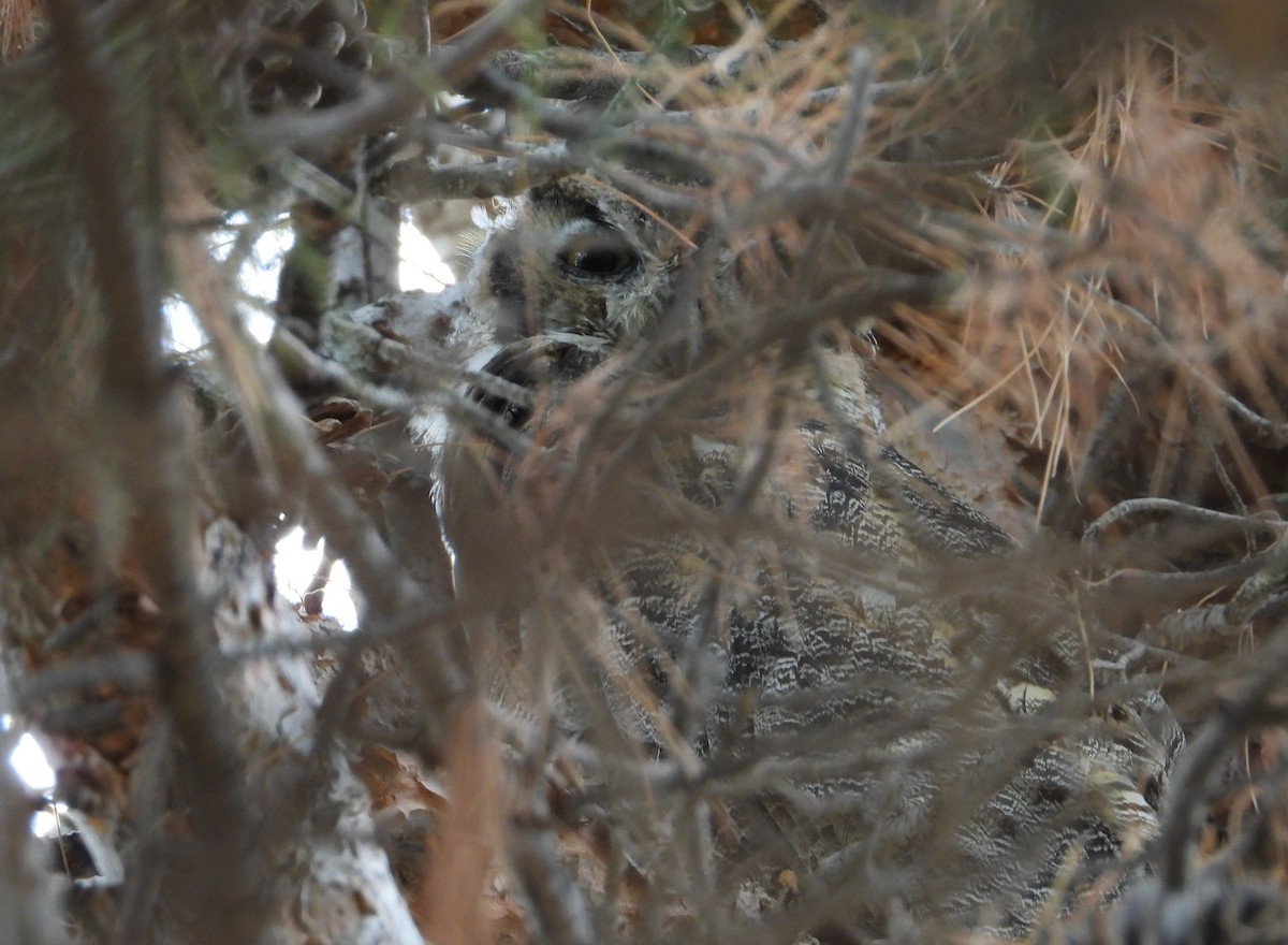 Great Horned Owl - ML639423251