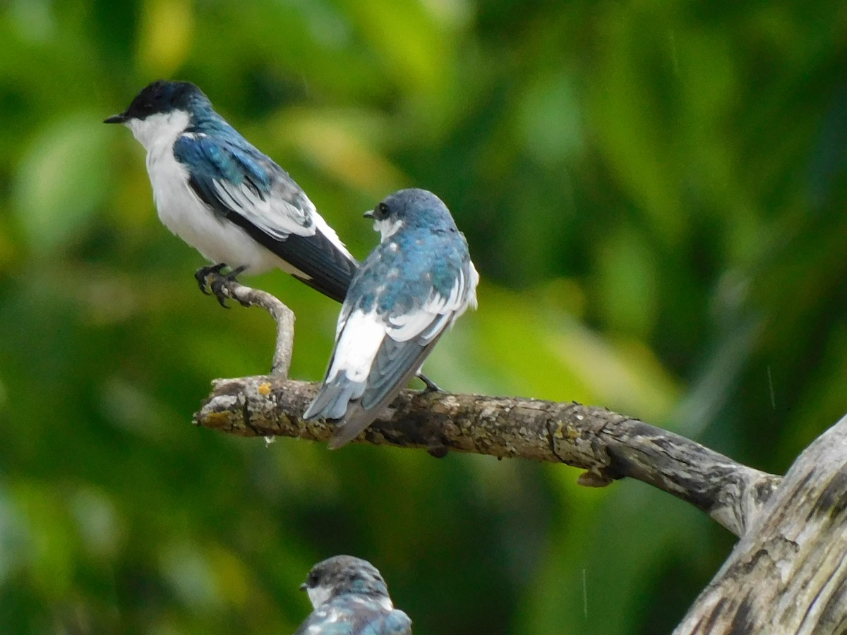 White-winged Swallow - ML639423321