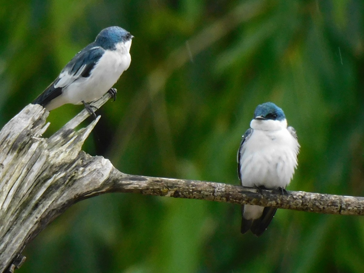 White-winged Swallow - ML639423329