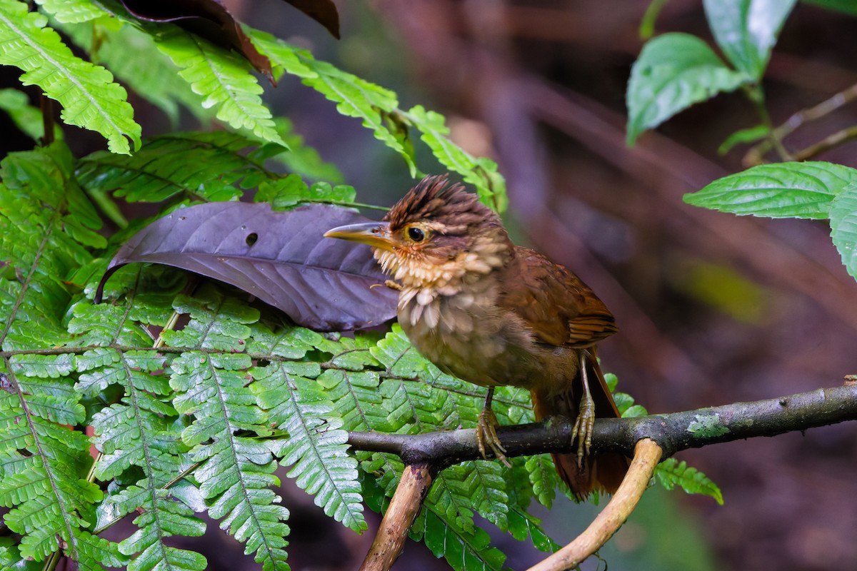 Fawn-throated Foliage-gleaner - ML639423499