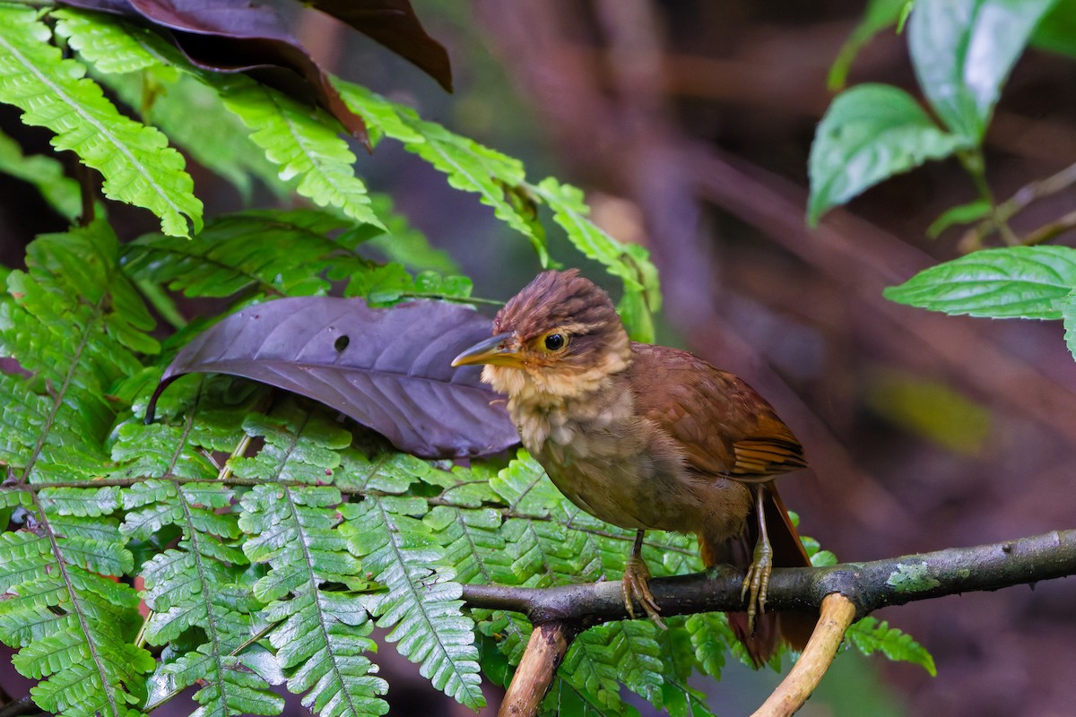 Fawn-throated Foliage-gleaner - ML639423500