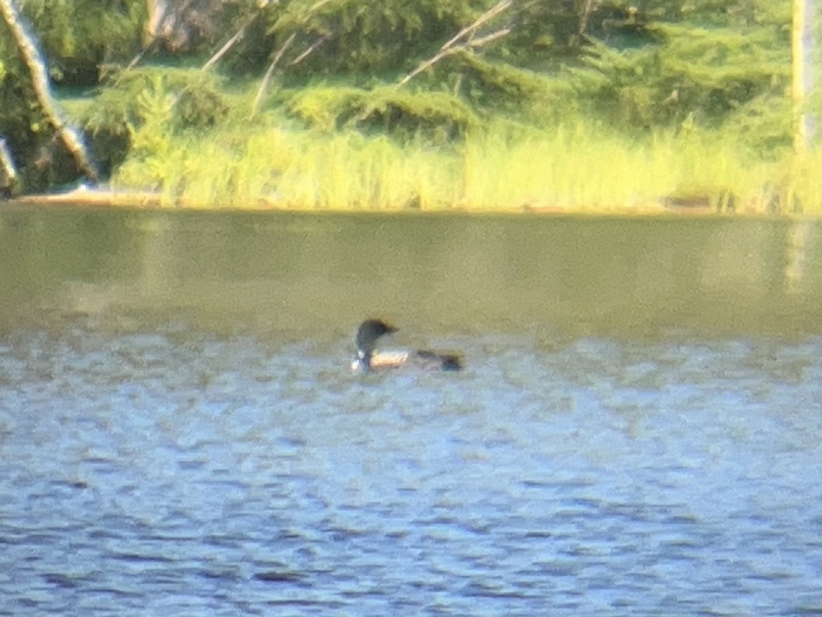 Common Loon - ML639423577