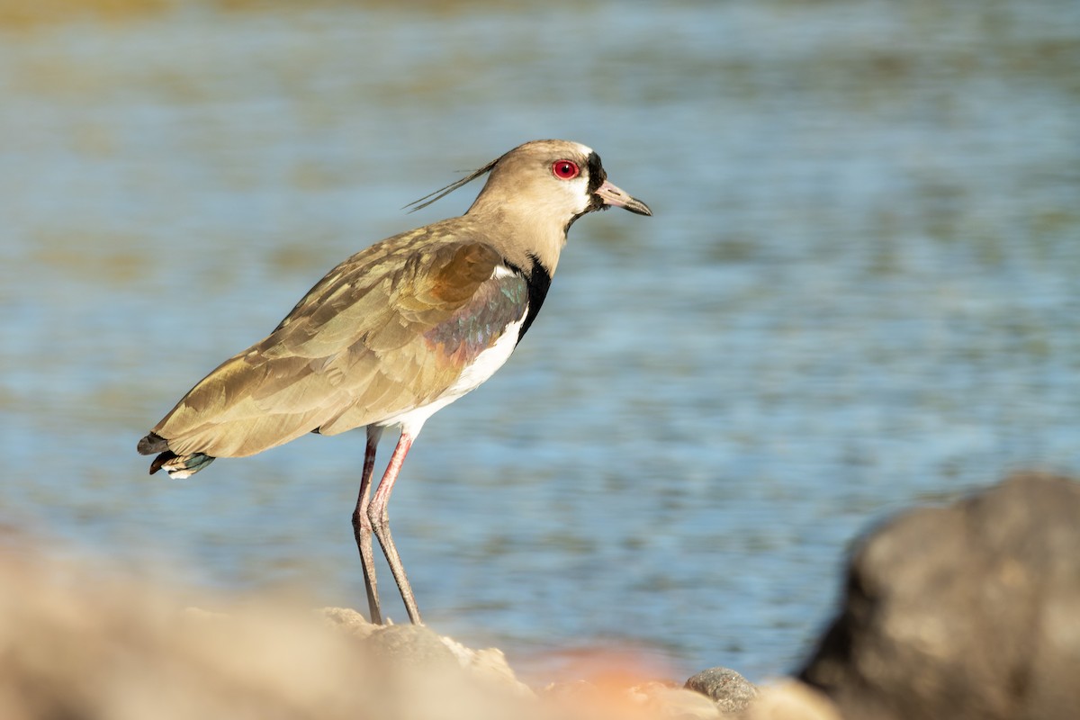 Southern Lapwing - ML639423682
