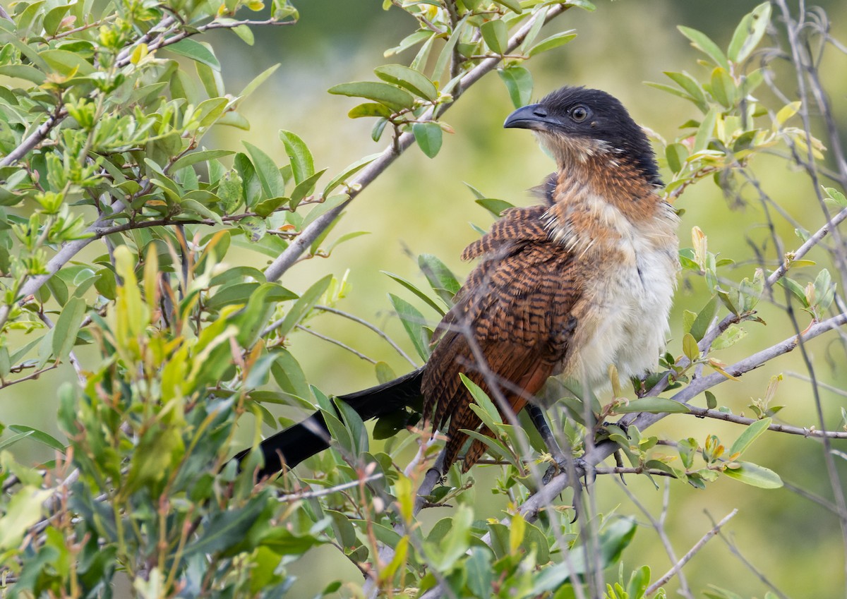 Burchell's Coucal - ML639423685