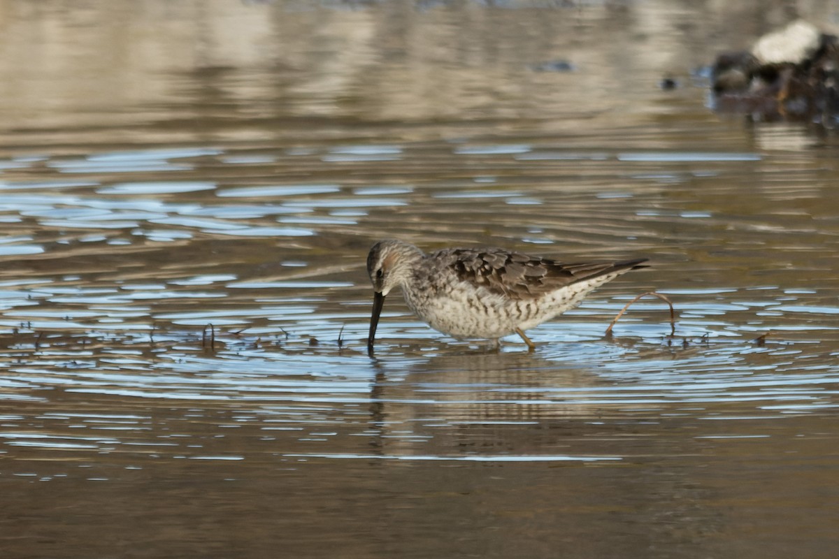Stilt Sandpiper - ML639423699
