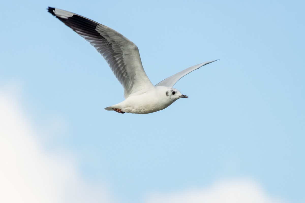 Andean Gull - ML639423711