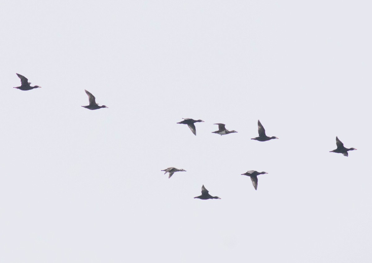 Surf Scoter - ML639423739