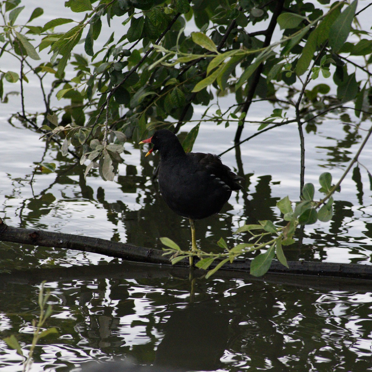 Gallinule poule-d'eau - ML639423774