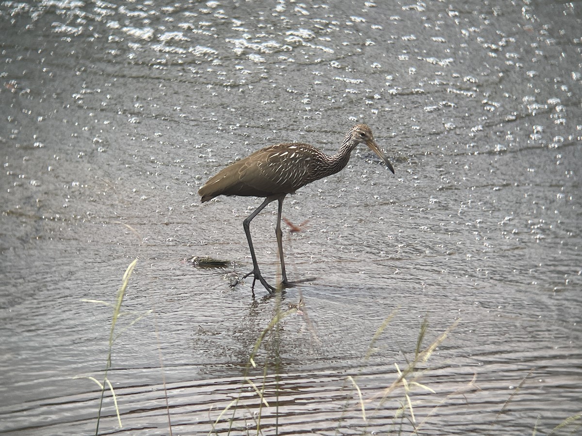 Limpkin - ML639423815