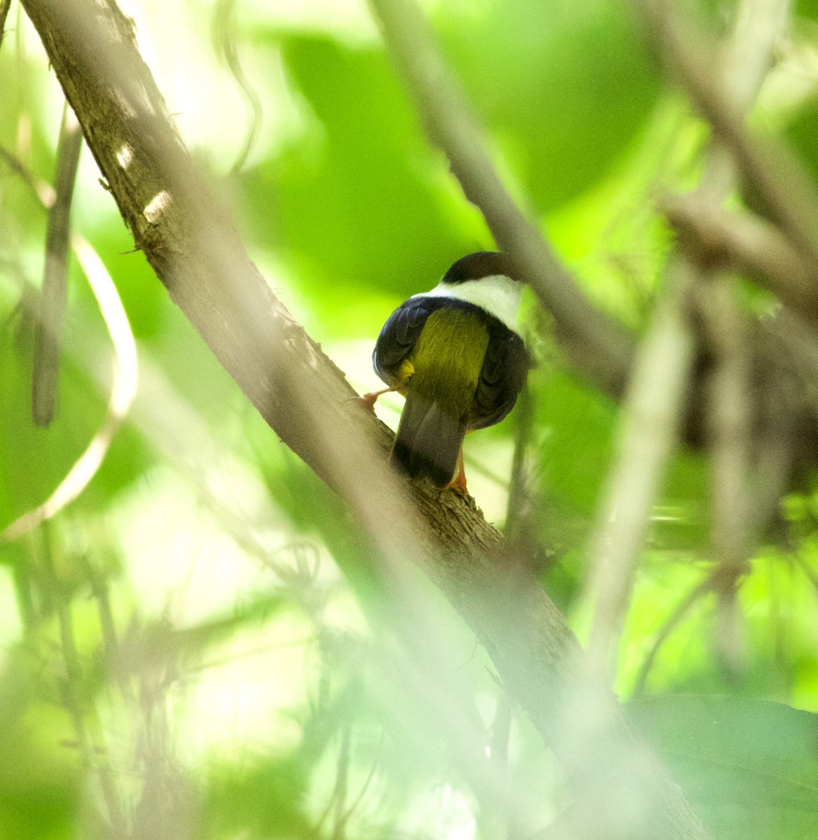 White-collared Manakin - ML639423894