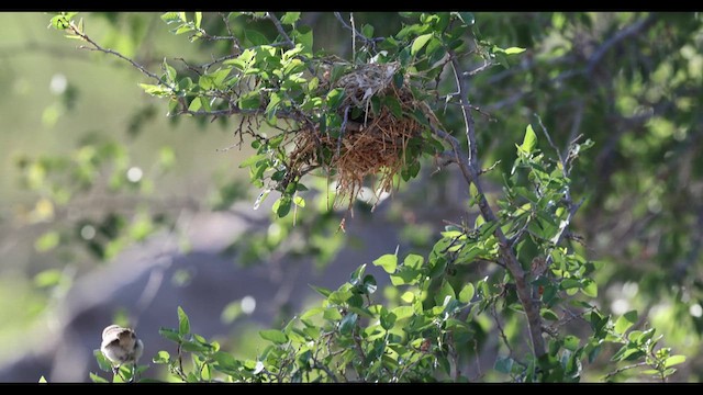 Verdin - ML639423904