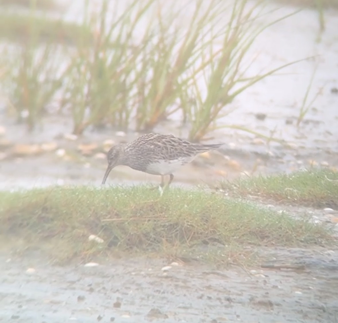 Орог элсэг - ML639423976