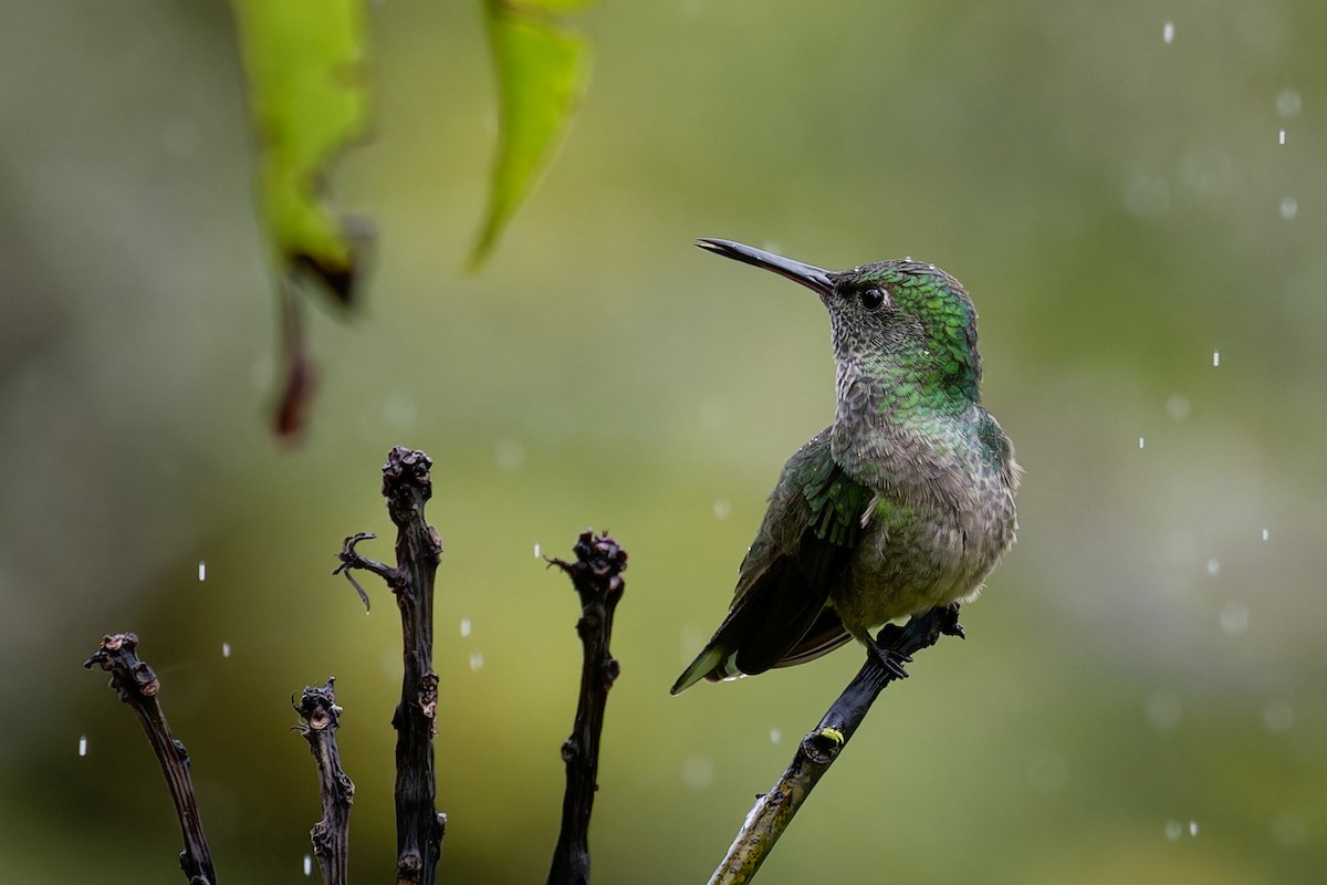 Colibri de Cuvier - ML639424003