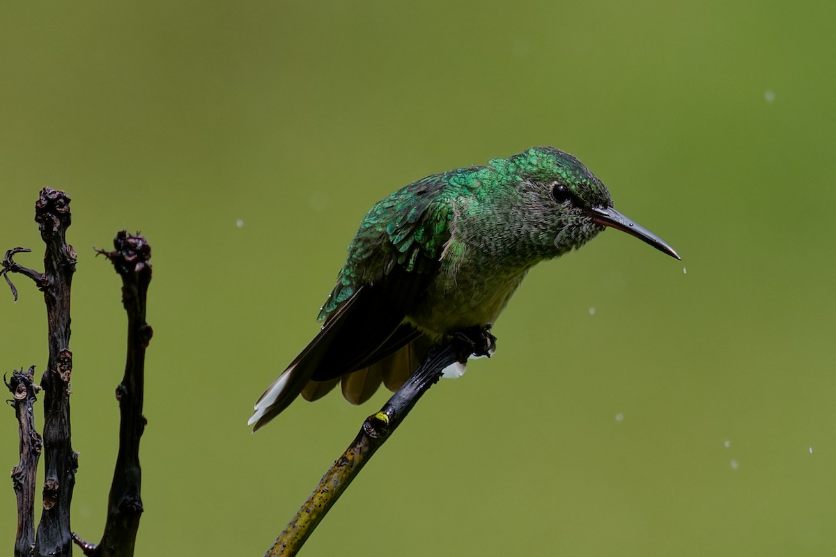 Schuppenbrustkolibri - ML639424004