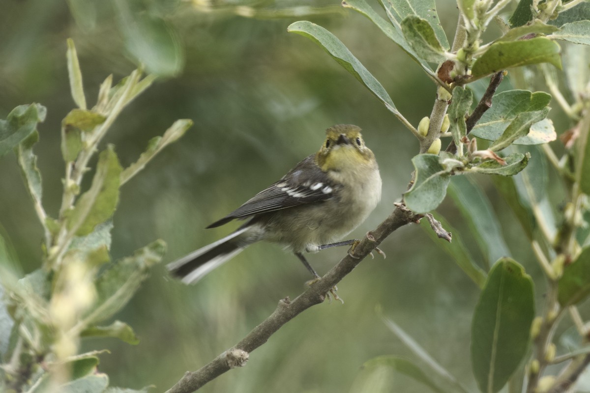 Hermit Warbler - ML639424062
