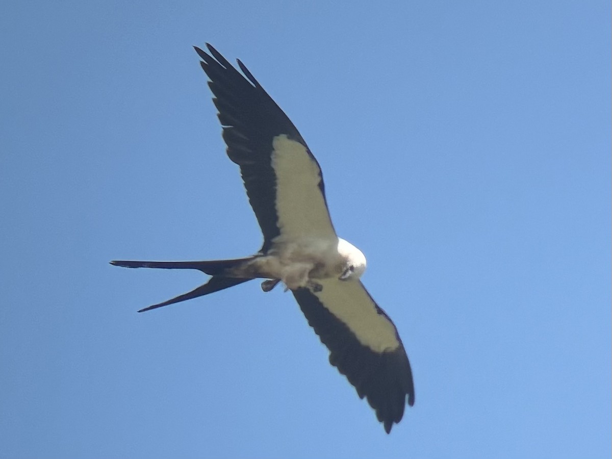 Swallow-tailed Kite - ML639424120