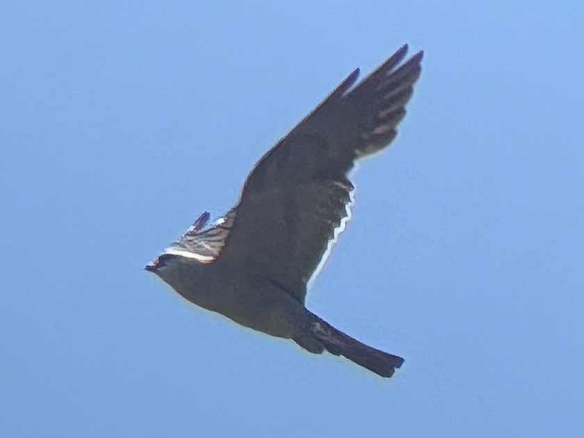 Mississippi Kite - ML639424138