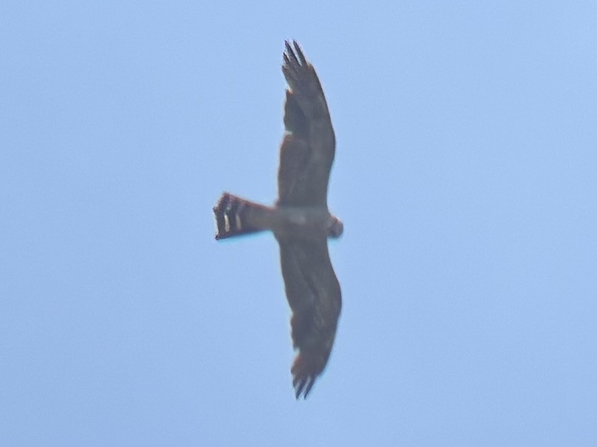 Mississippi Kite - ML639424139