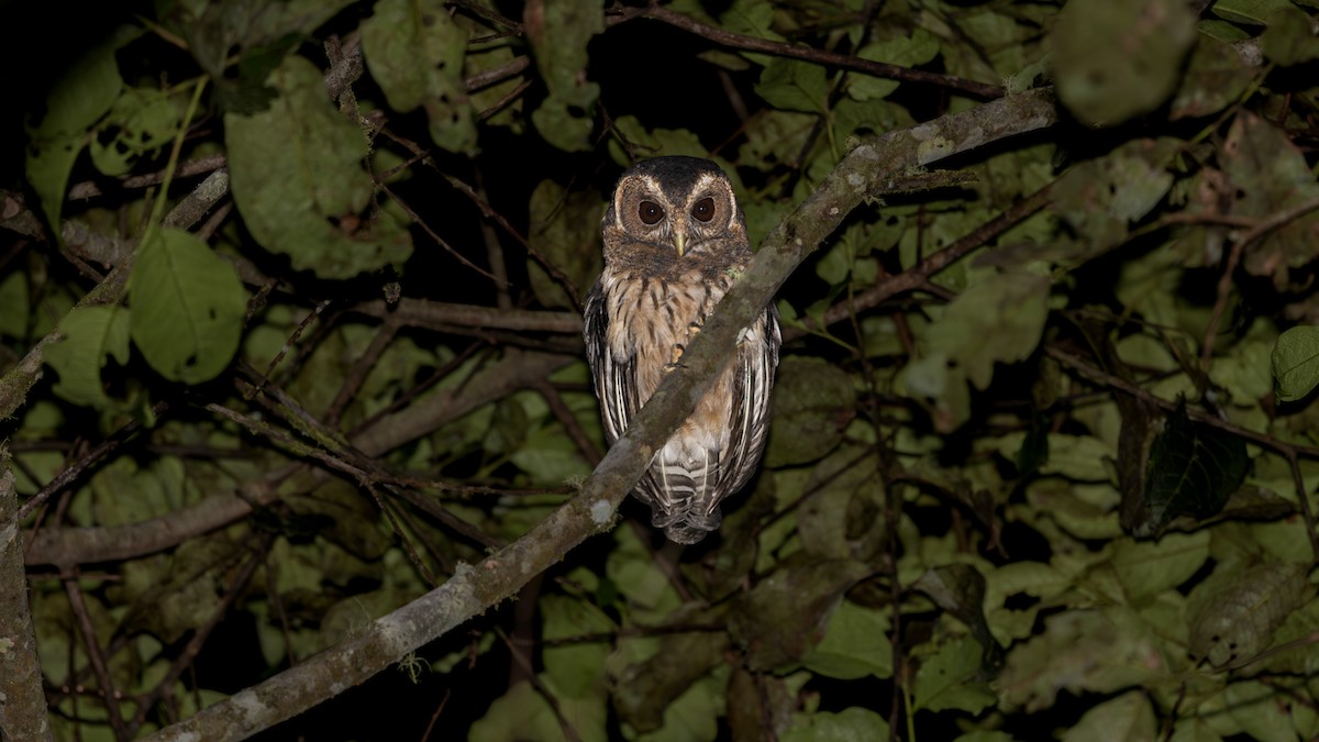 Mottled Owl - ML639424194