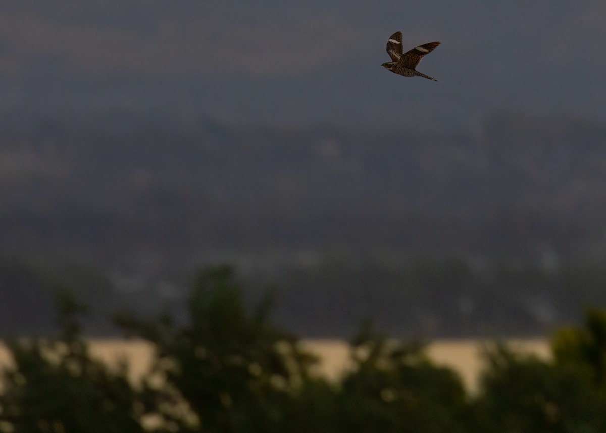 Common Nighthawk - ML639424315