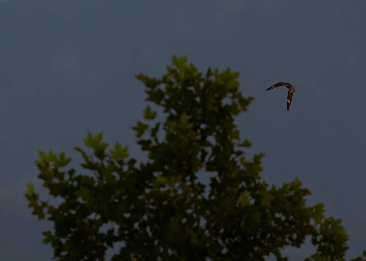 Common Nighthawk - ML639424317
