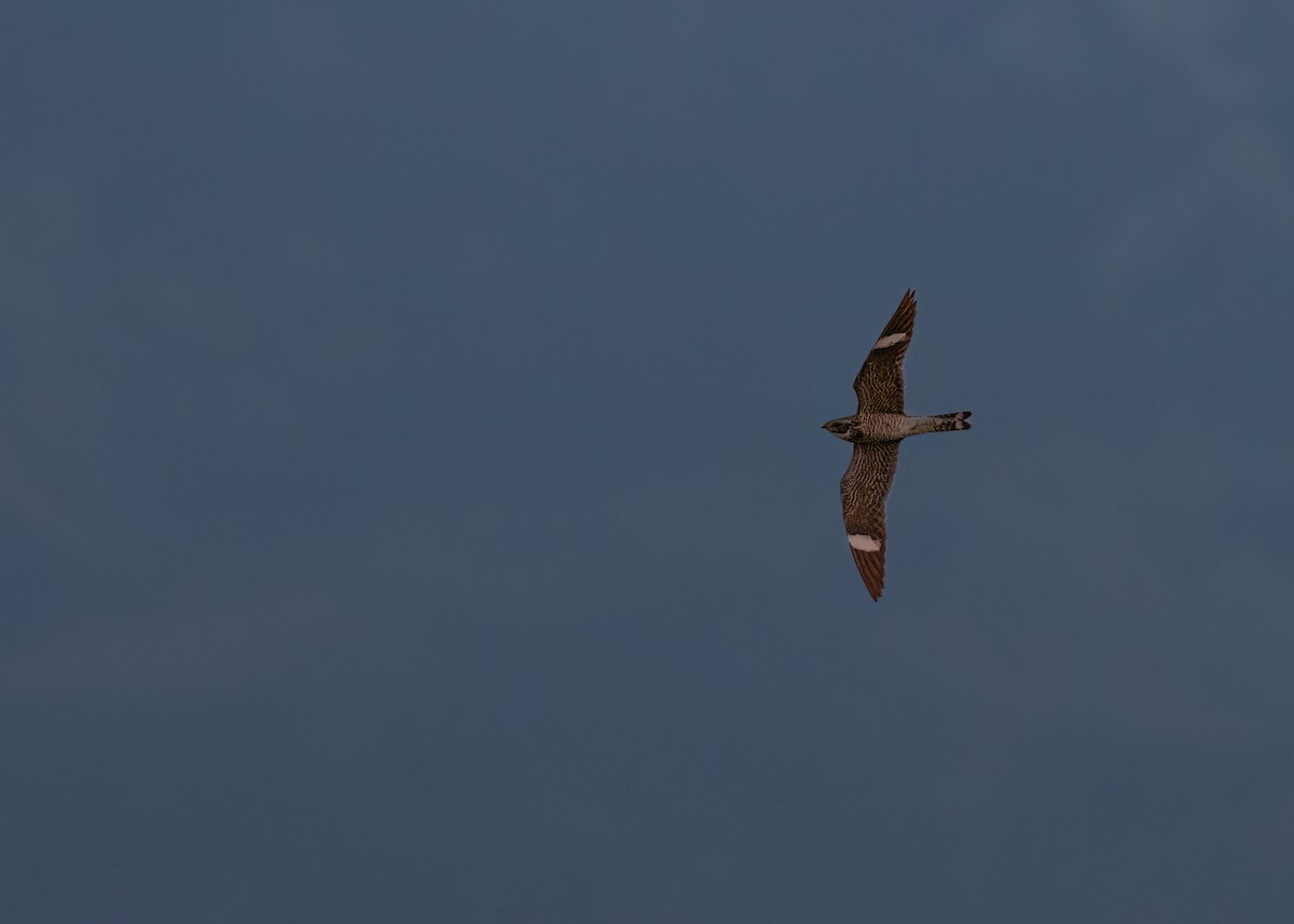 Common Nighthawk - ML639424389