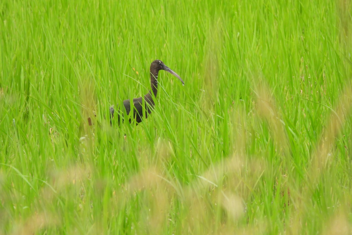 ibis hnědý - ML639424506