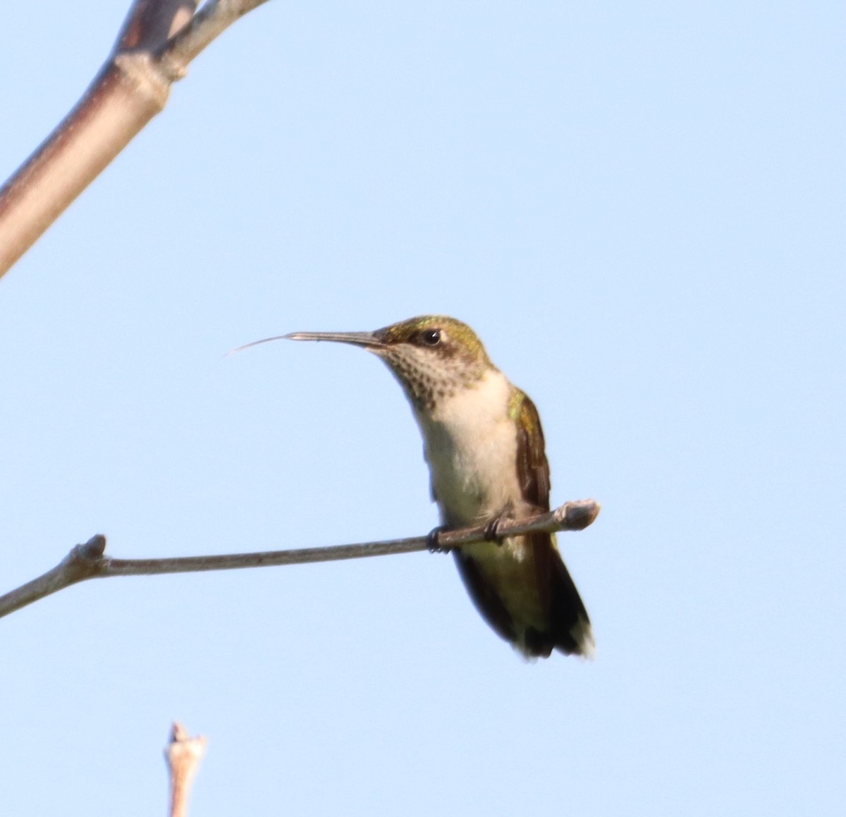 Ruby-throated Hummingbird - ML639424665