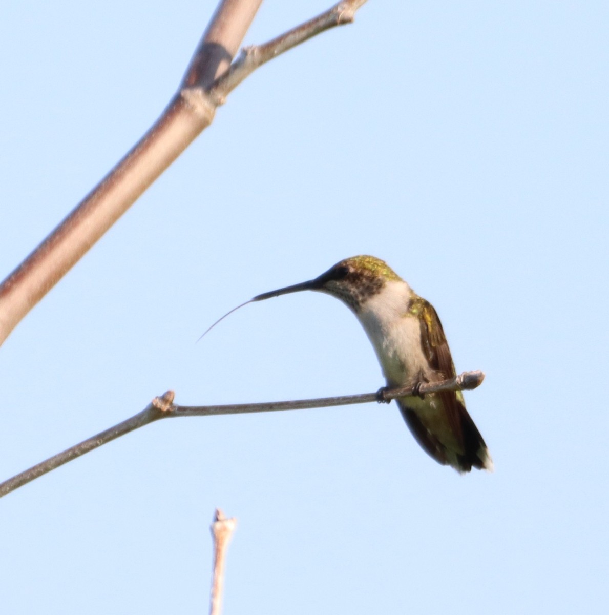 Ruby-throated Hummingbird - ML639424666