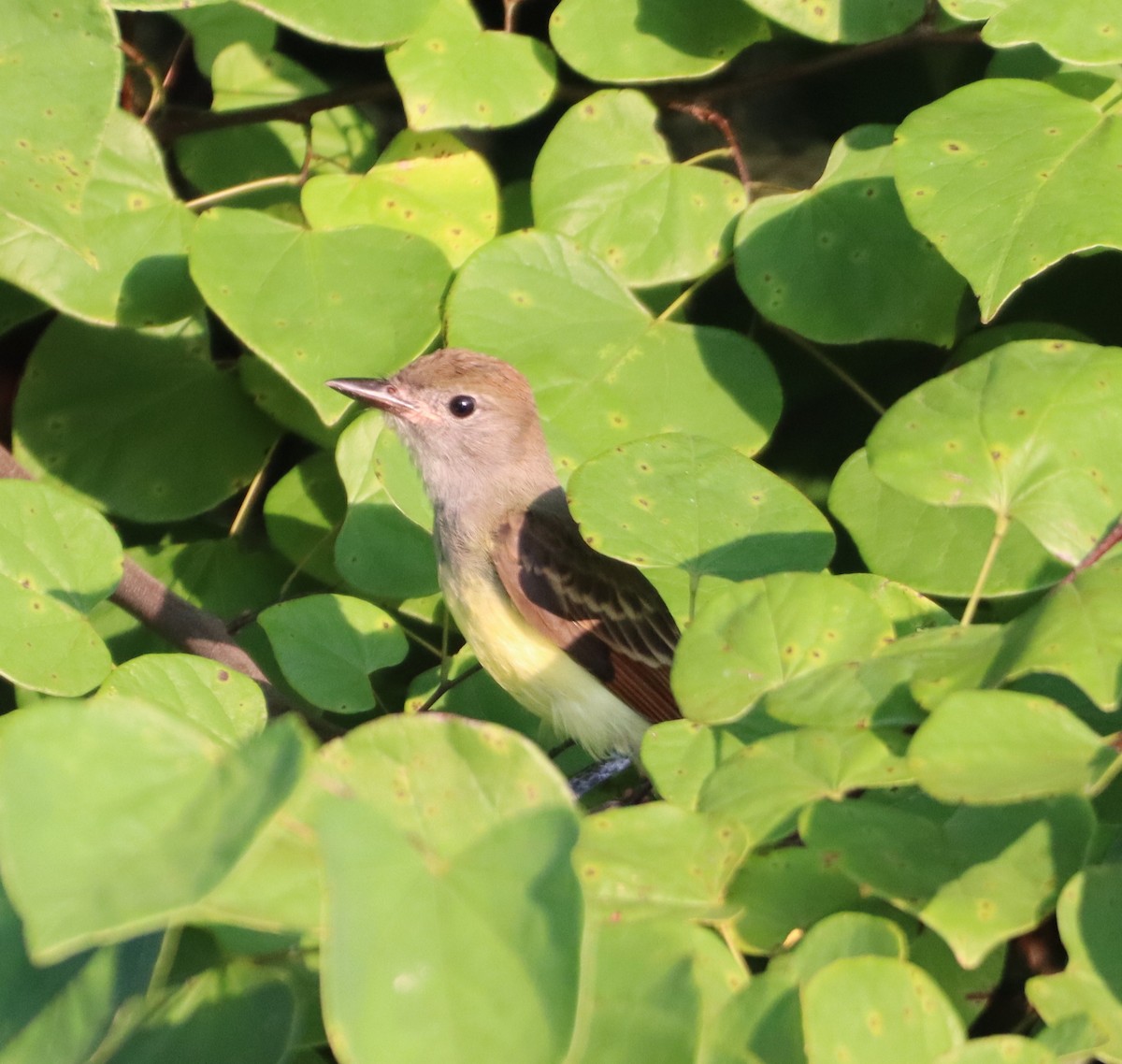 Great Crested Flycatcher - ML639424669