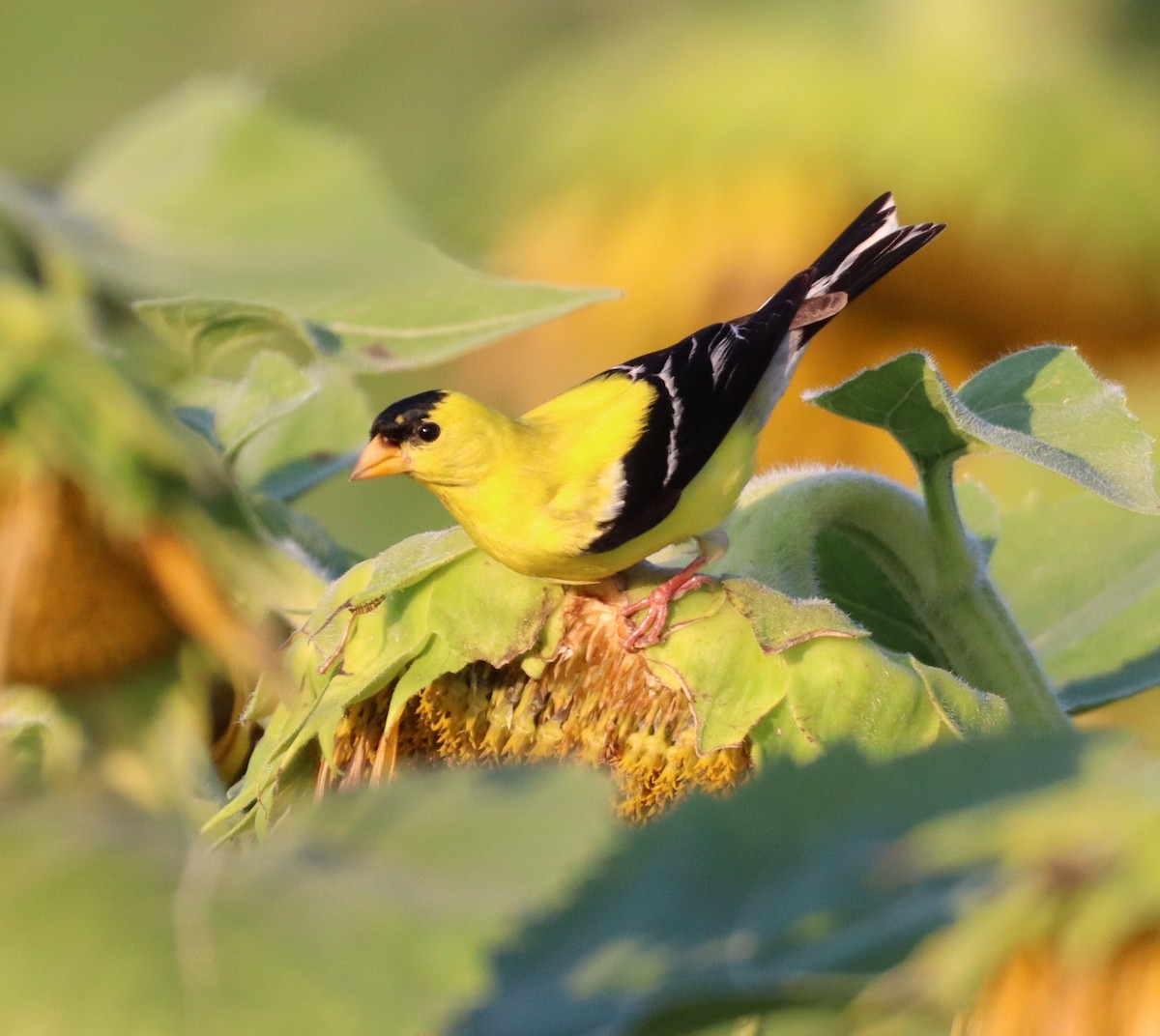 American Goldfinch - ML639424677