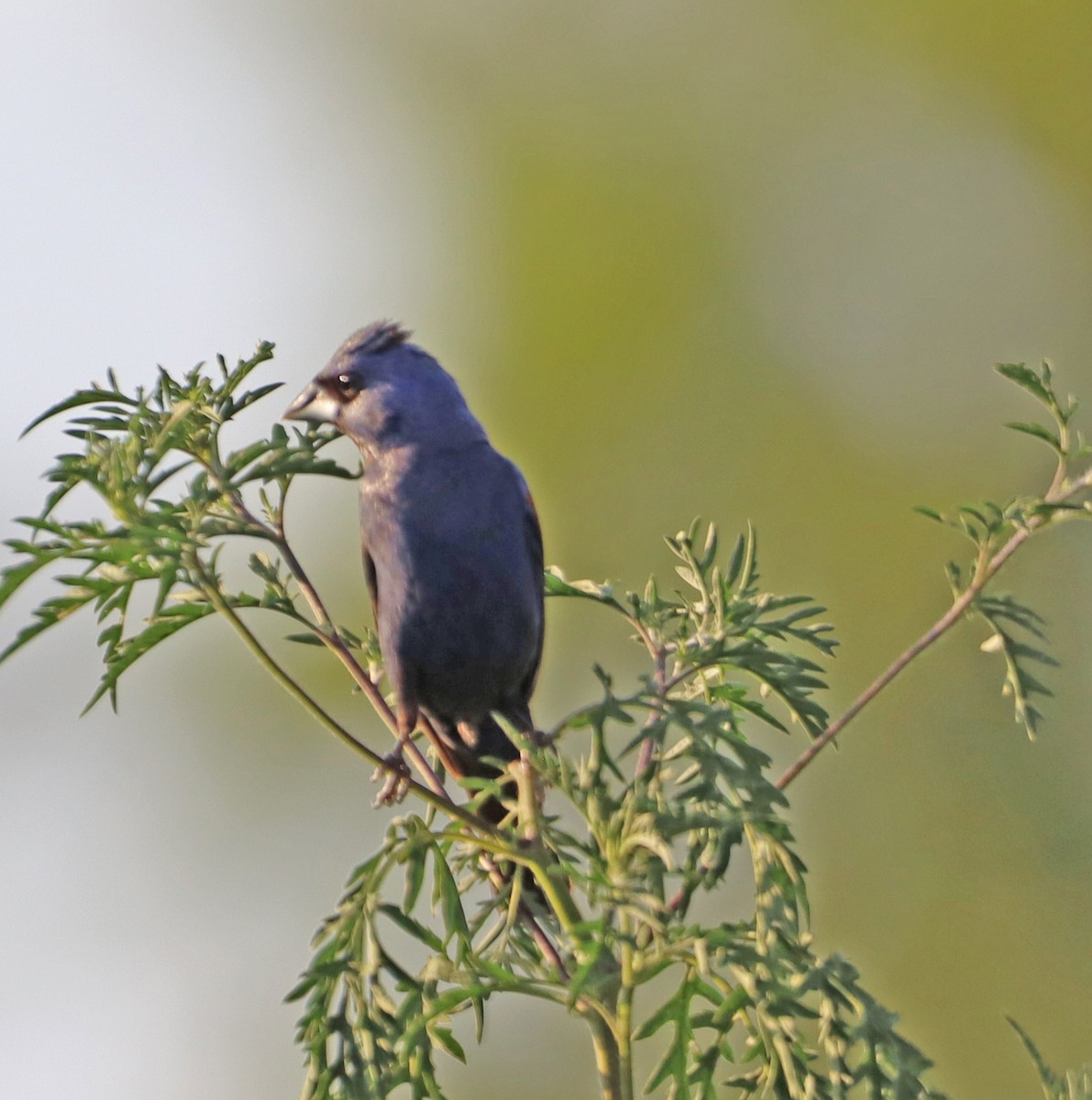 Blue Grosbeak - ML639424684