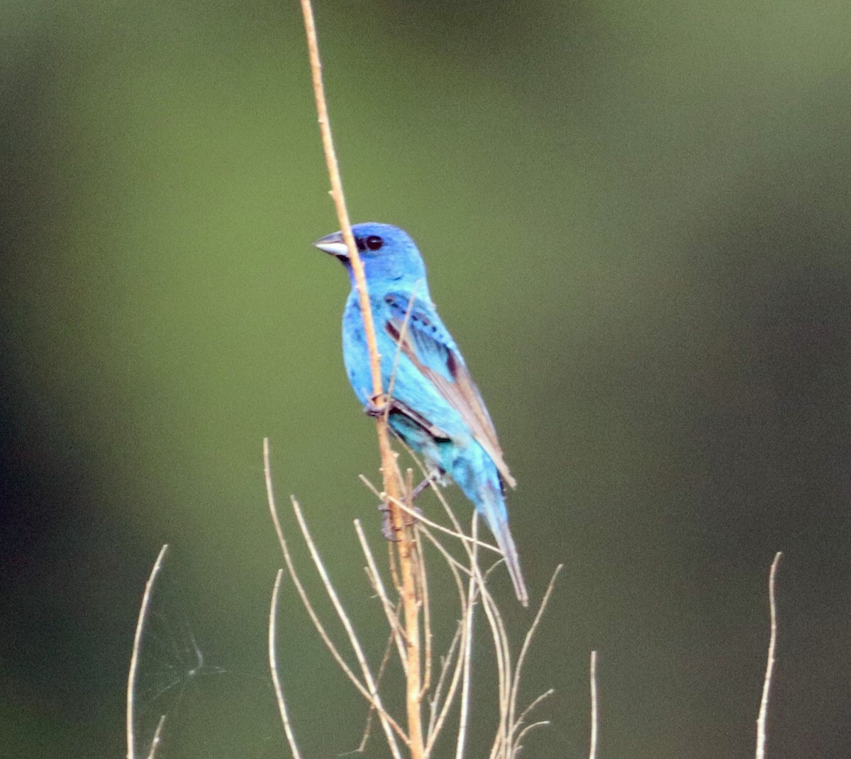 Indigo Bunting - ML639424691