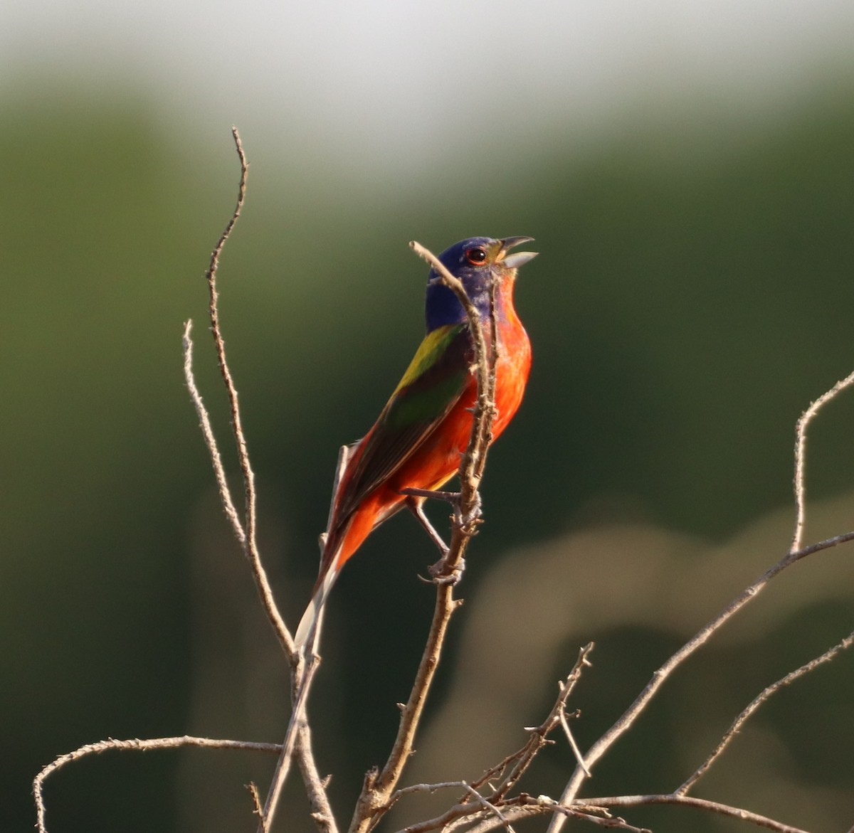 Painted Bunting - ML639424703