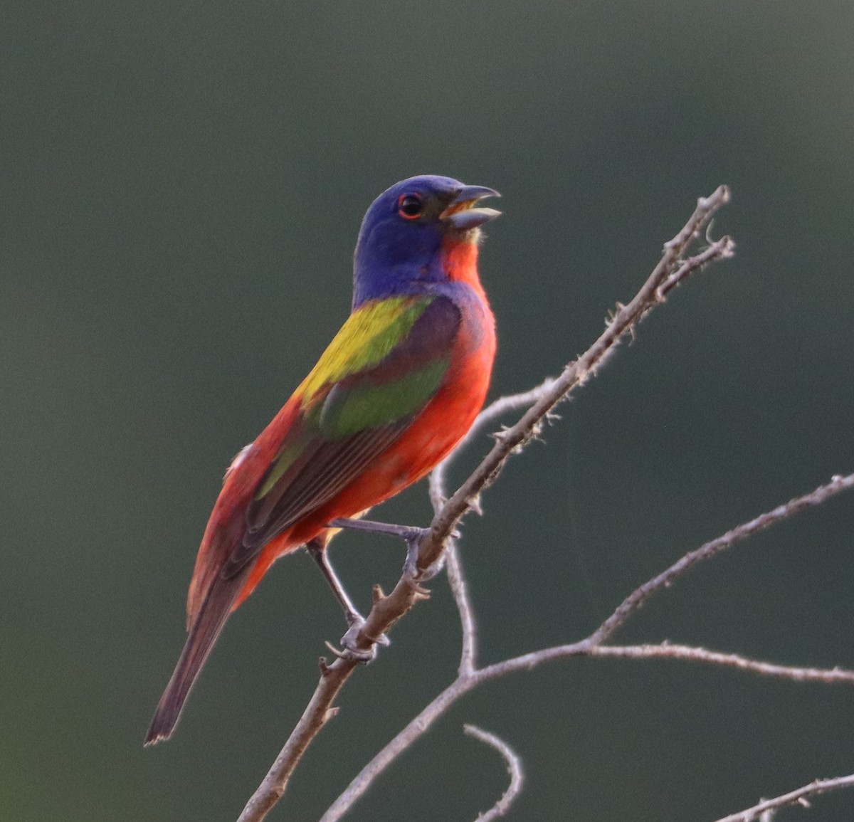 Painted Bunting - ML639424704